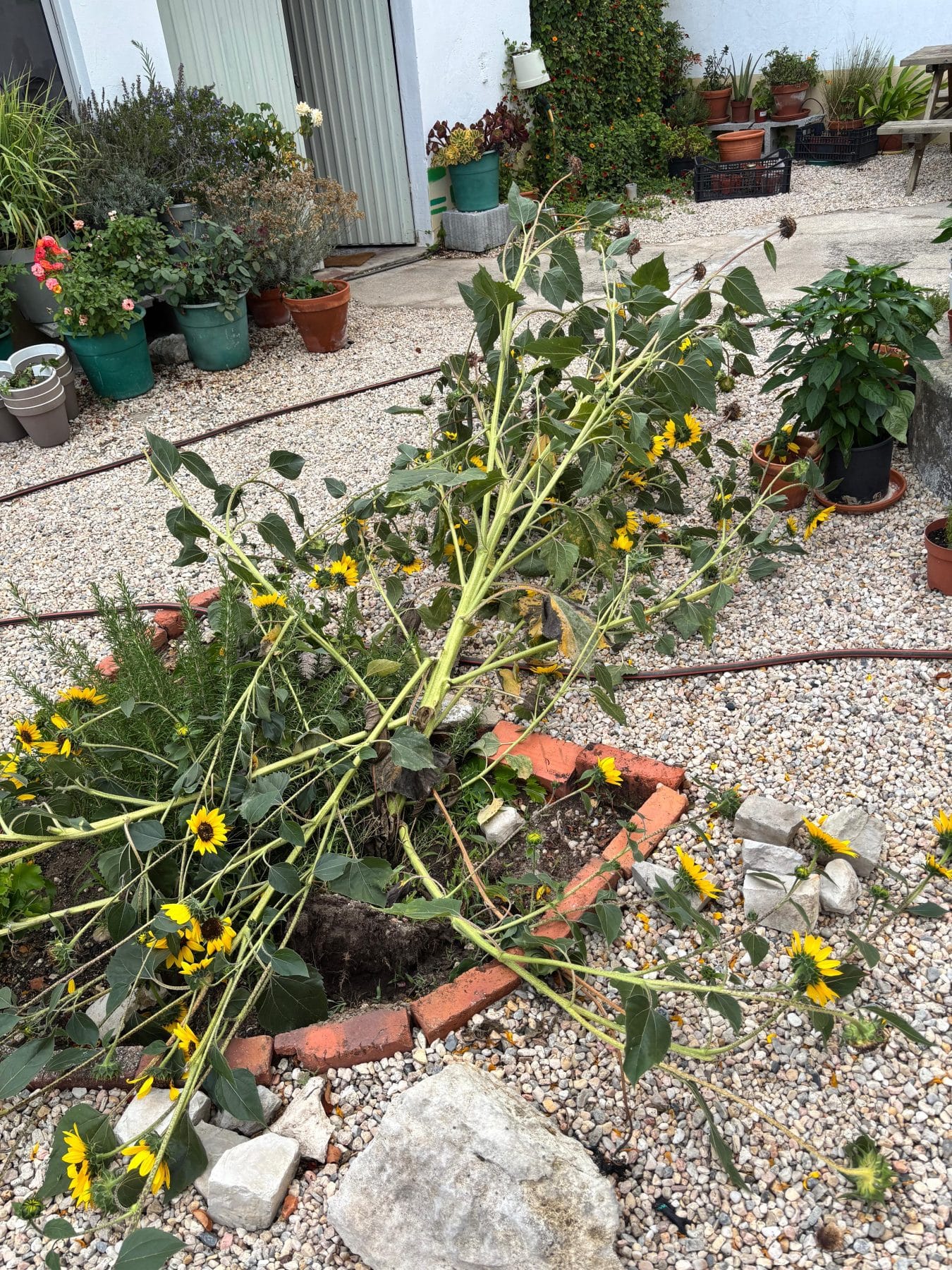 The Day the Sunflowers Blew Over